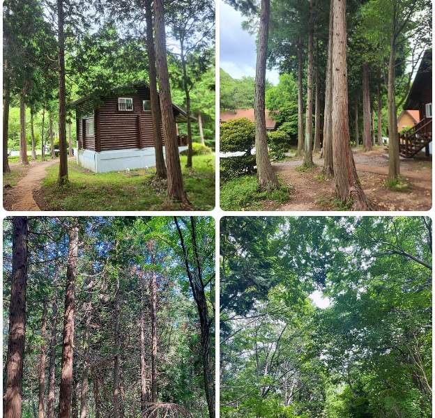 편백자연휴양림 대표 사진